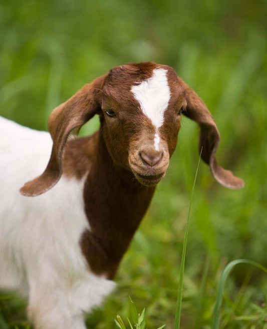 Goat 15-20 Kg